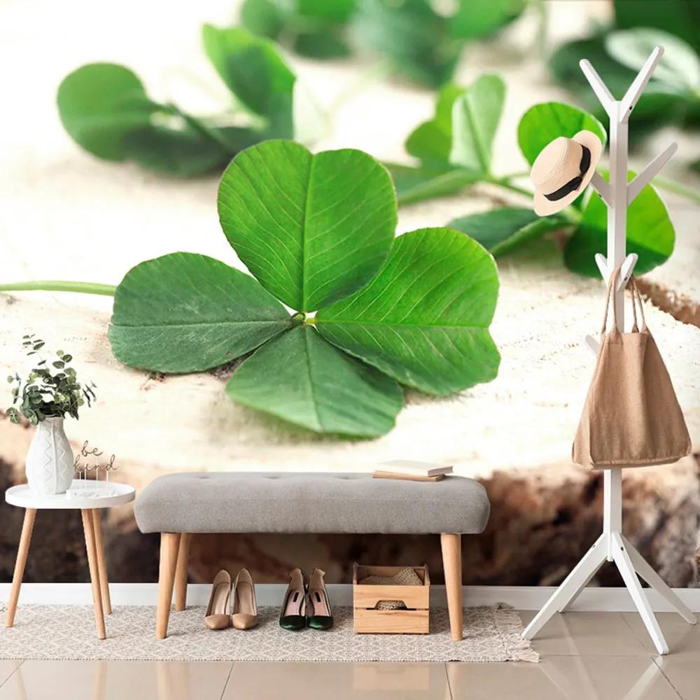 Fototapeta zelené štvorlístky