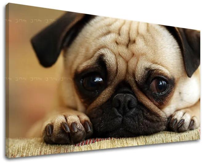 Obraz na stenu ZVIERATÁ | rôzne rozmery