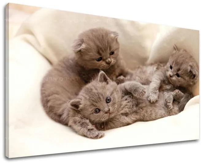 Obraz na stenu ZVIERATÁ | rôzne rozmery