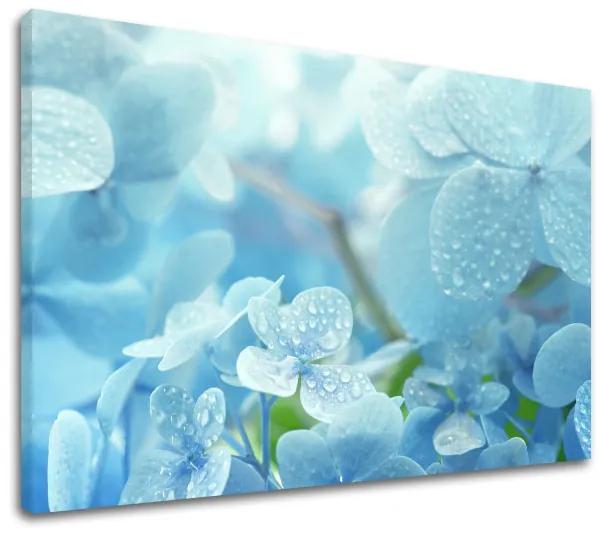 Obraz na stenu MODRÉ KVETY_152-11 | rôzne rozmery