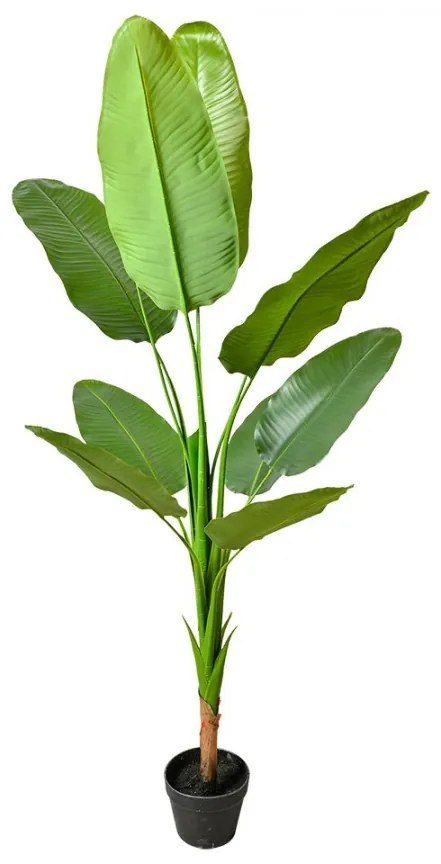 Dekorácia zelená umelá rastlina strelitzia v kvetináči - 35*35*160 cm