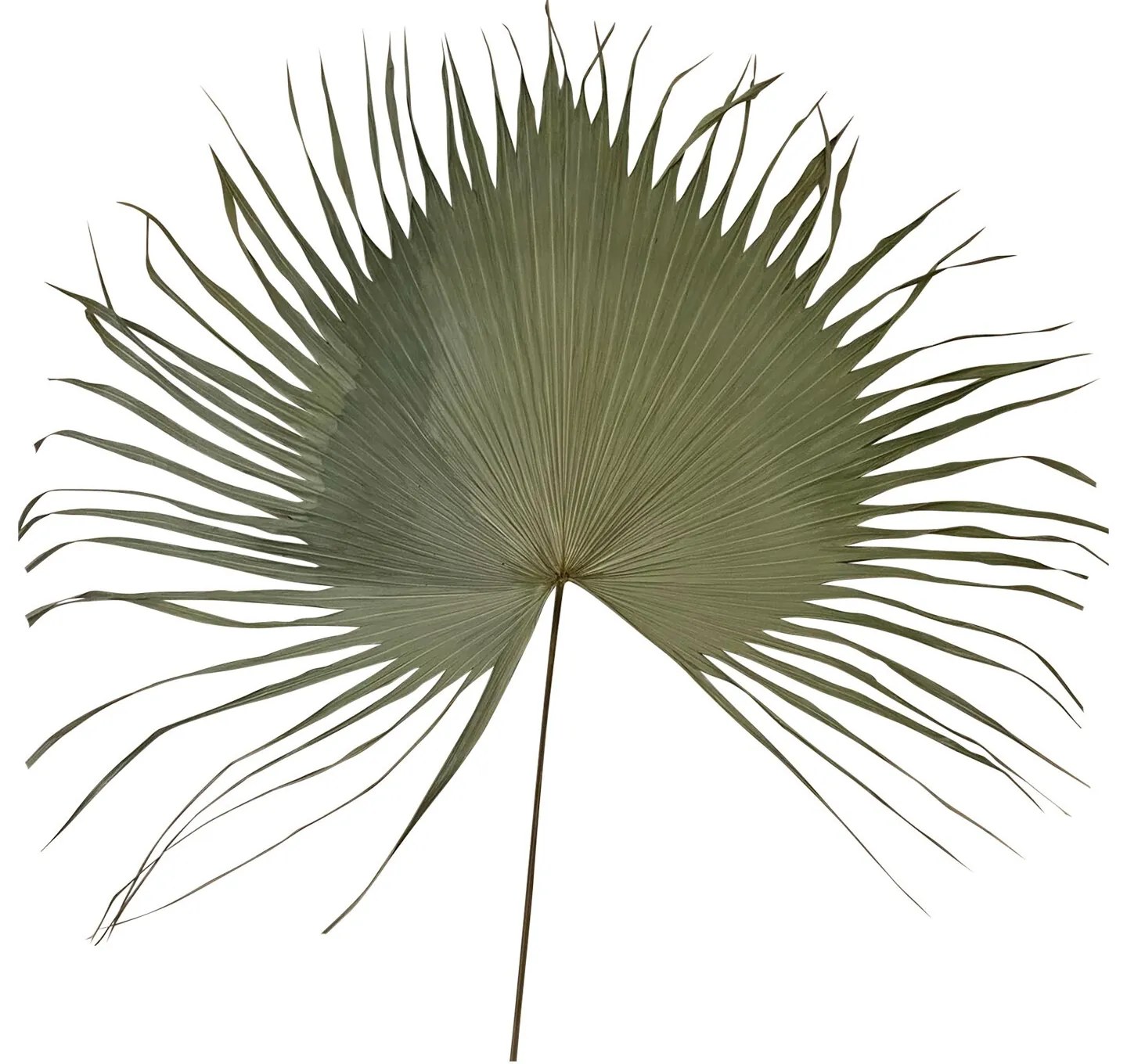 Hnedý usušený dekoratívne list Palmy - 130 cm