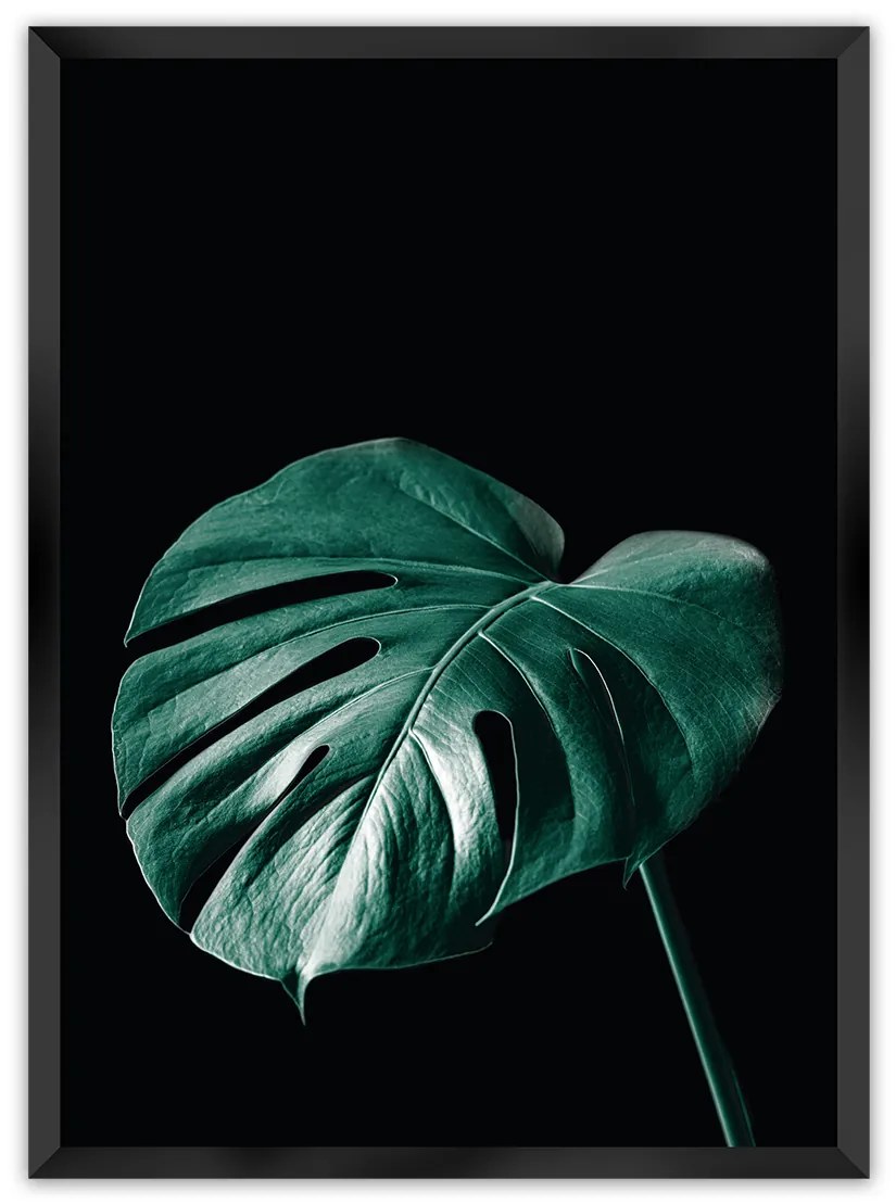 Plagát Dark Monstera