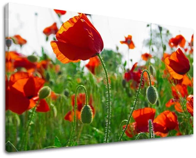 Obraz na stenu KVETY MAKY | rôzne rozmery