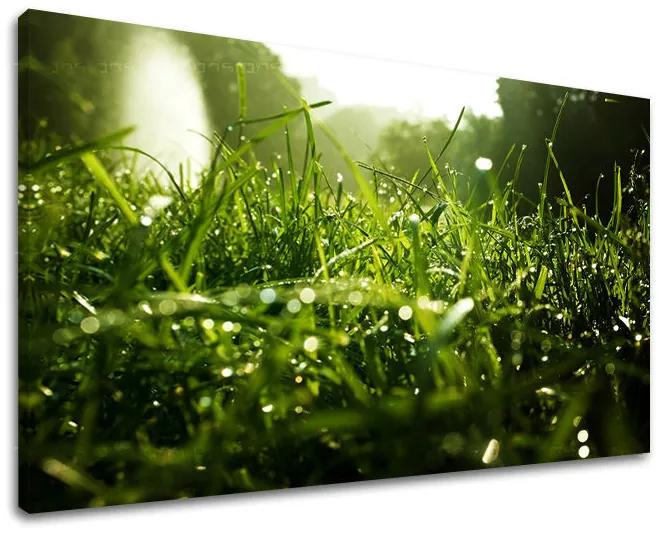 Obraz na stenu RASTLINY | rôzne rozmery