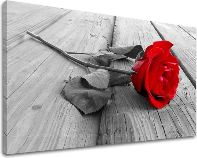 Obraz na stenu KVETY RUŽE XOBKV115E11 - 30x40 cm