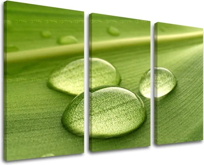 Obraz na stenu 3 dielny RASTLINY RA014E30