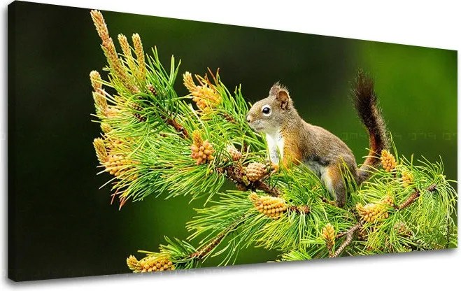 Obraz na stenu PANORÁMA ZVIERATÁ ZV013E13