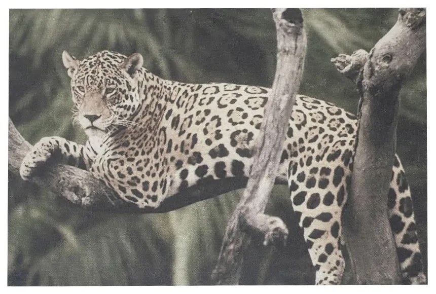 Nástenný panel Jungle ležiace panter - 35 * 45 * 1cm