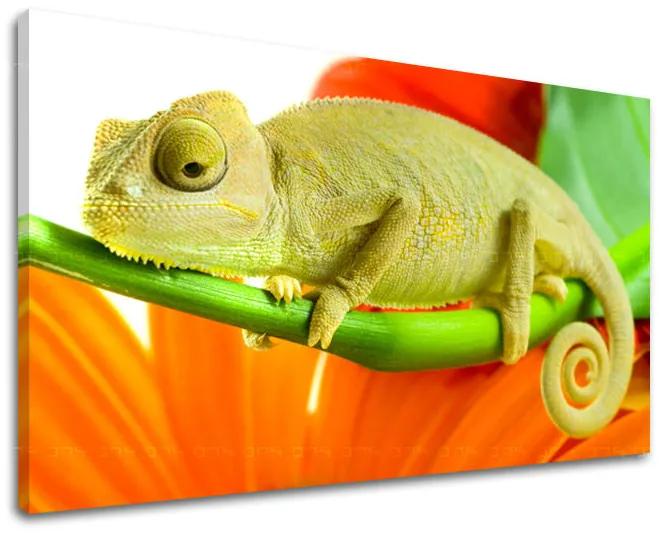 Obraz na stenu ZVIERATÁ | rôzne rozmery