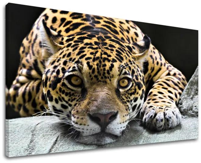 Obraz na stenu ZVIERATÁ | rôzne rozmery