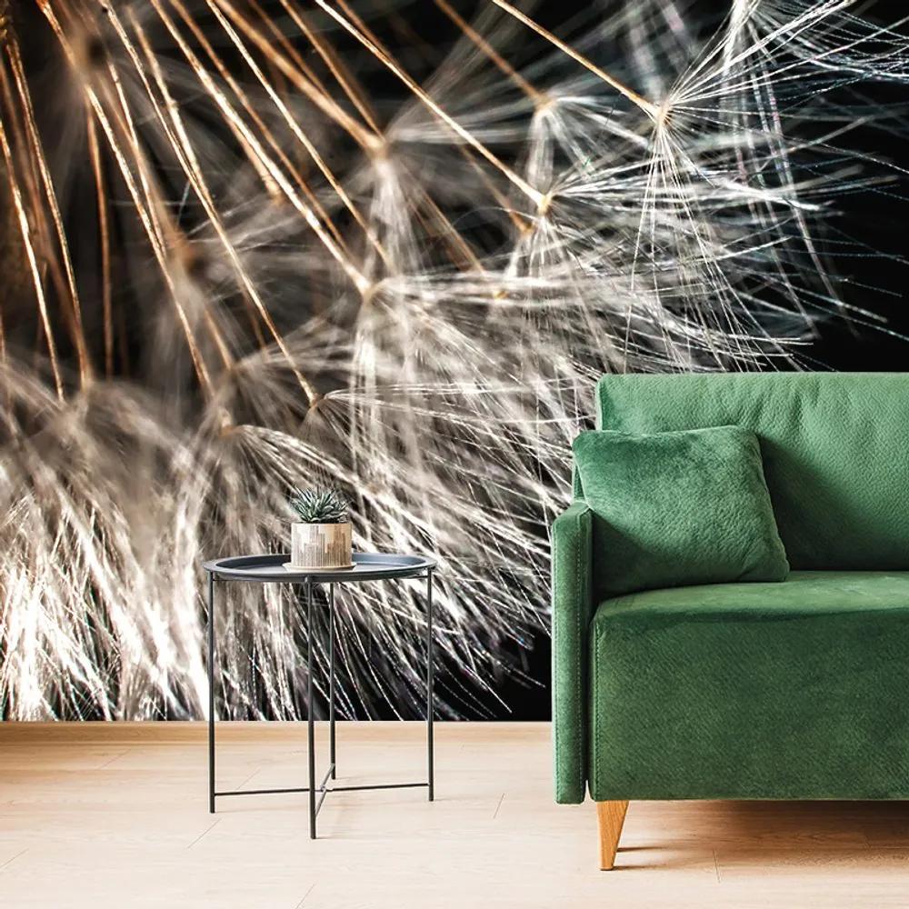 Fototapeta krása púpavy