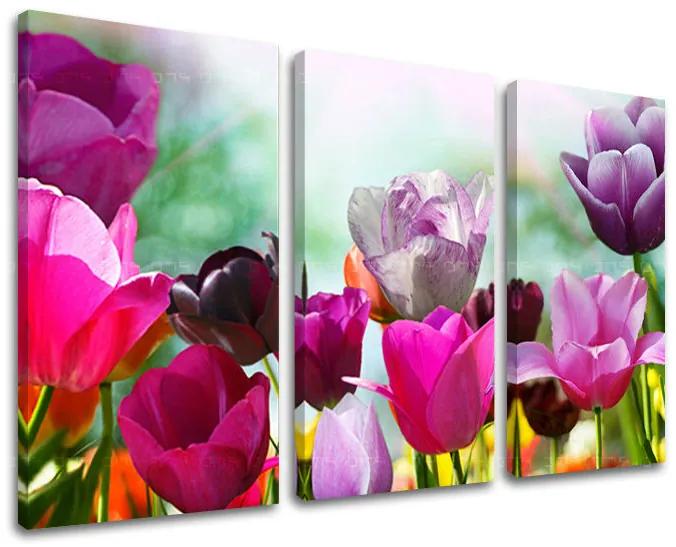 Obraz na stenu KVETY | rôzne rozmery