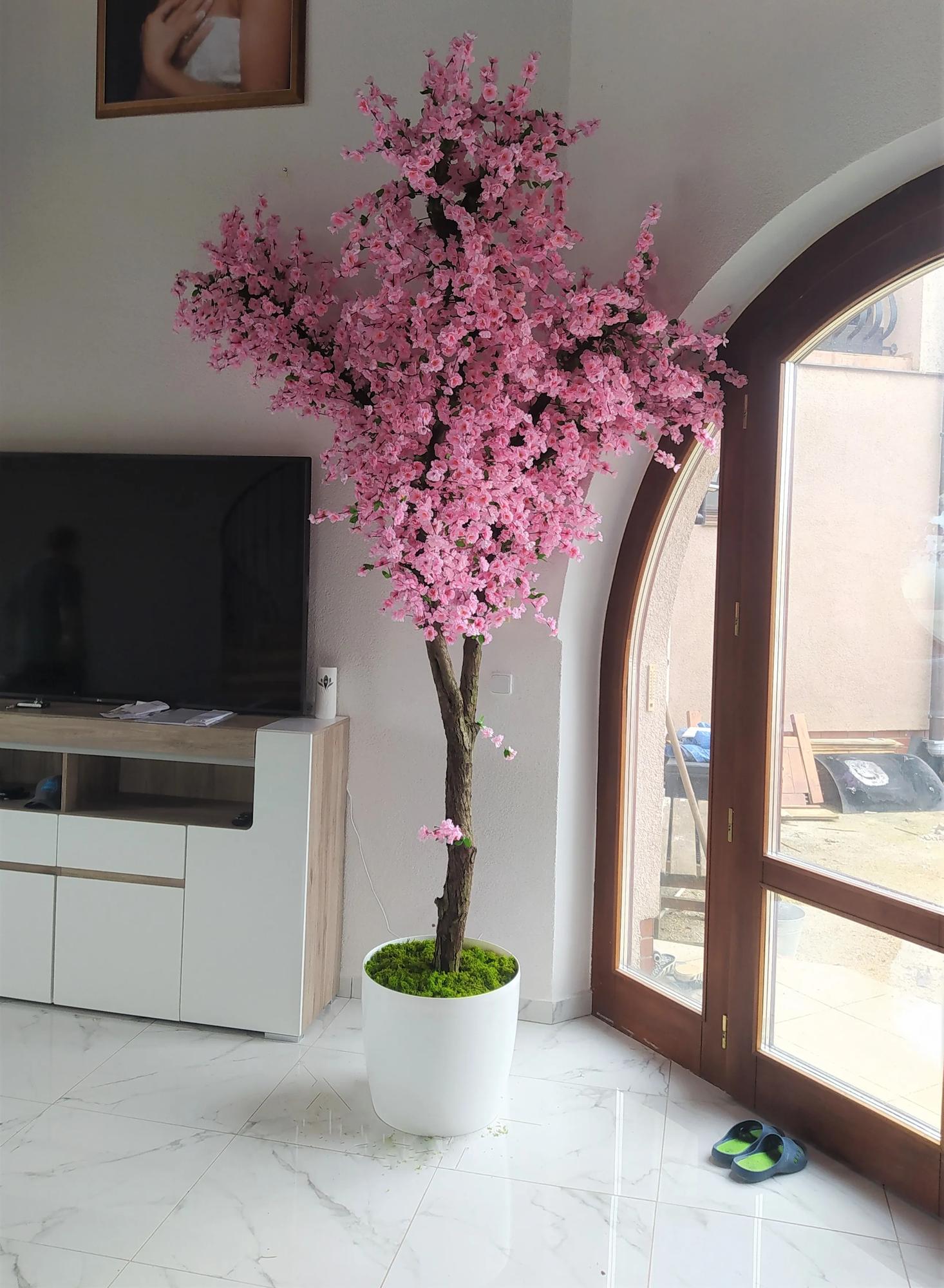 Japonská čerešňa 280cm