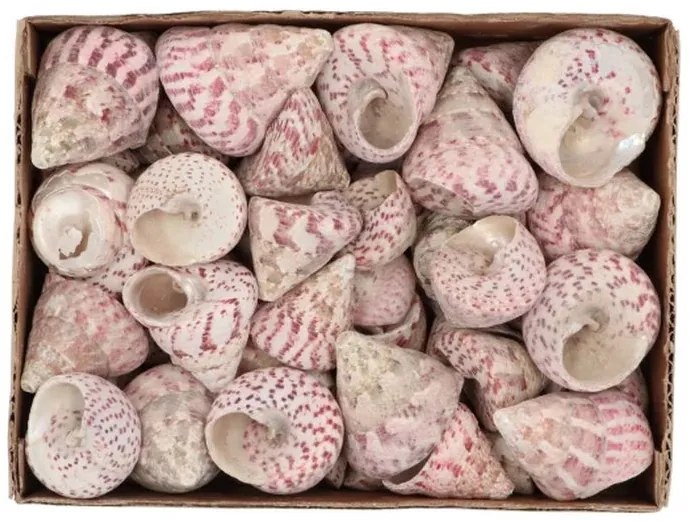 Béžovo-ružová dekorácia mušle v krabičke - 1130g