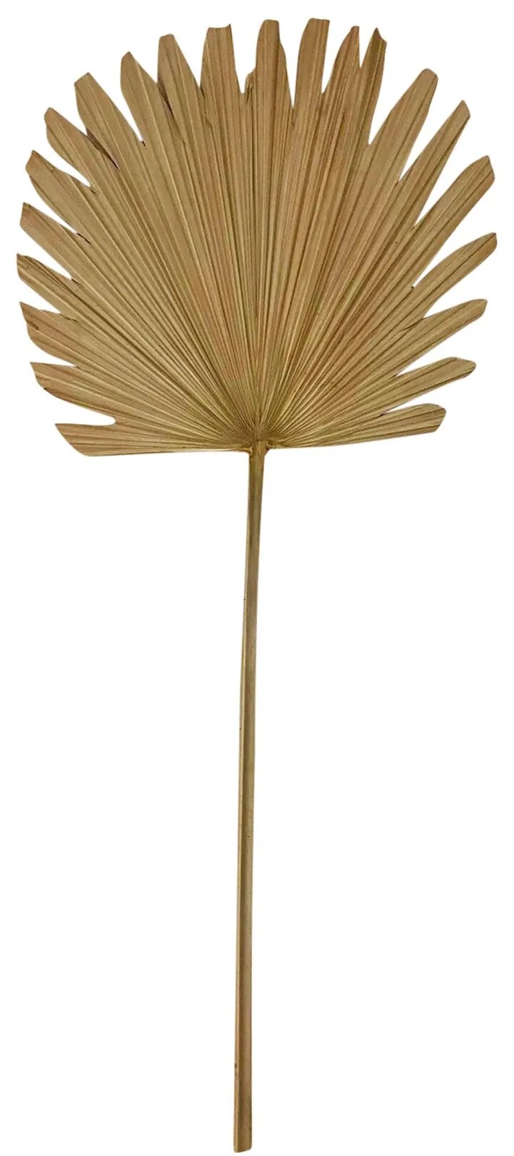 Hnedý usušený guľatý dekoratívne list Palmy - 70 cm Hnedý usušený guľatý dekoratívne list Palmy - 70 cm