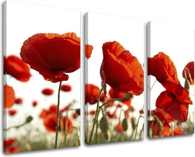 Obraz na stenu 3 dielny KVETY XOBKV118E30 - 120x80 cm