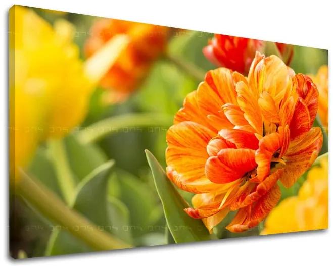 Obraz na stenu KVETY | rôzne rozmery