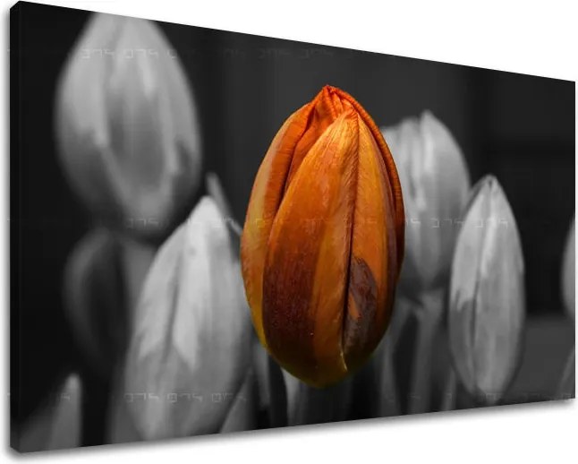 Obraz na stenu KVETY KV095E11 - 30x40 cm