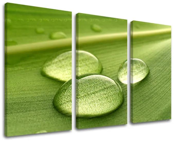 Obraz na stenu RASTLINY | rôzne rozmery