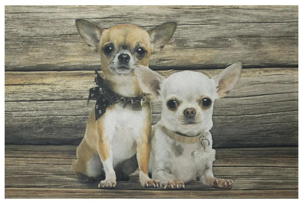 Podlahová rohožka Čivava - 75 * 50 * 1cm Podlahová rohožka Čivava - 75 * 50 * 1cm