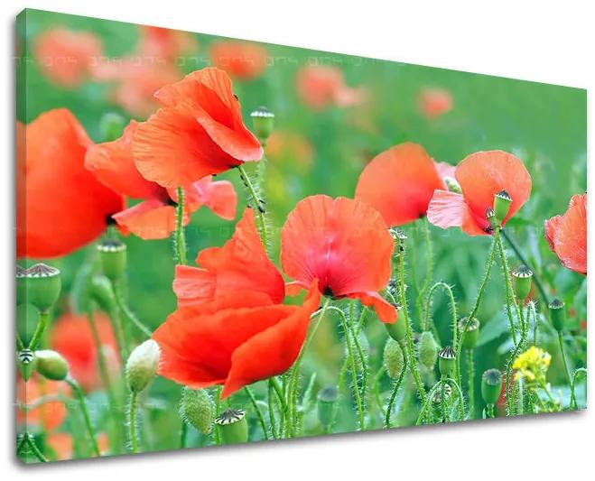 Obraz na stenu KVETY | rôzne rozmery