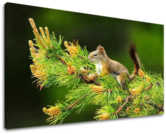 Obraz na stenu ZVIERATÁ | rôzne rozmery