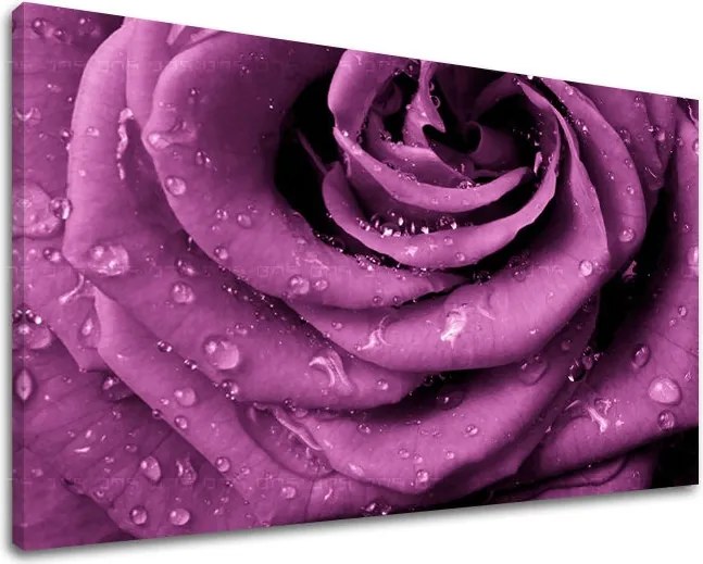 Obraz na stenu KVETY KV019E11 - 100x150 cm