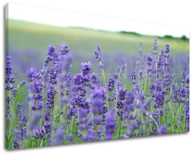 Obraz na stenu KVETY | rôzne rozmery