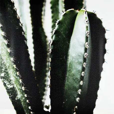 Obraz tlačený na plátne 50x50 PRC1122