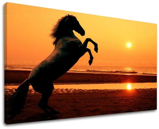 Obraz na stenu ZVIERATÁ | rôzne rozmery