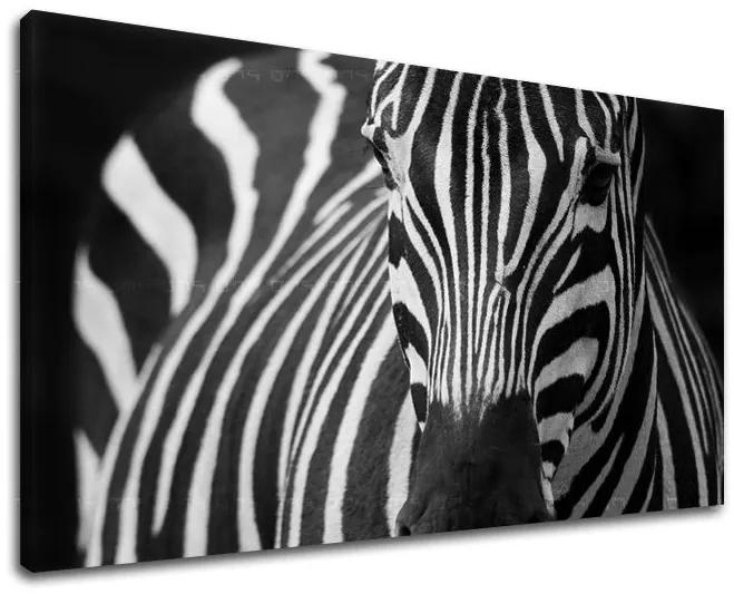 Obraz na stenu ZVIERATÁ | rôzne rozmery