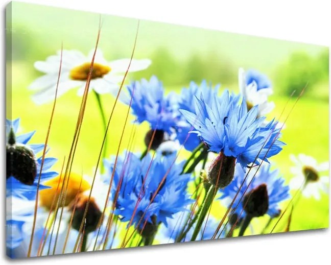 Obraz na stenu KVETY XOBKV125E11 - 30x40 cm