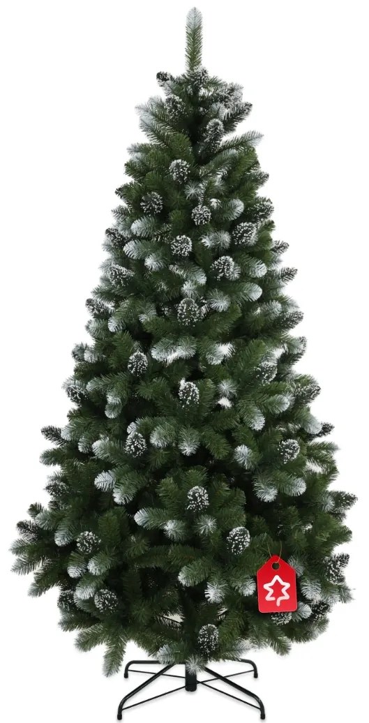 Borovica zasněžená 150 cm