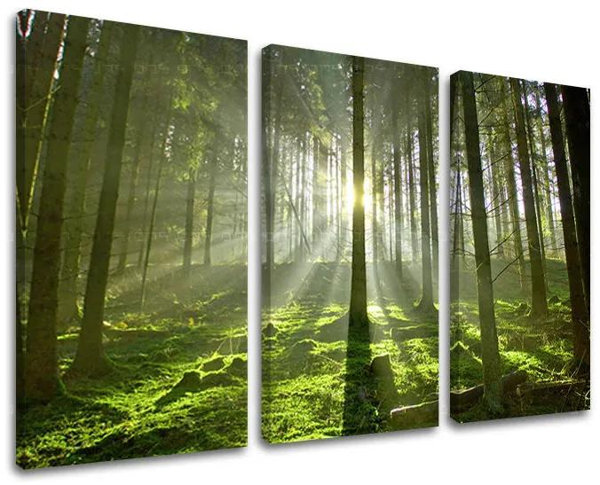 Obraz na stenu STROMY | rôzne rozmery