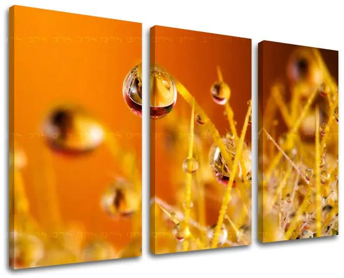 Obraz na stenu RASTLINY | rôzne rozmery