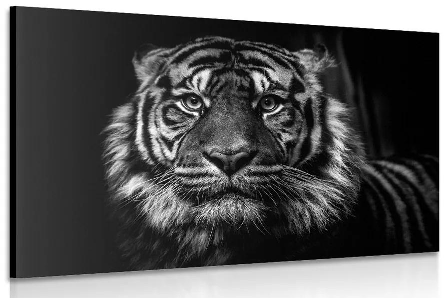 Obraz tiger v čiernobielom prevedení