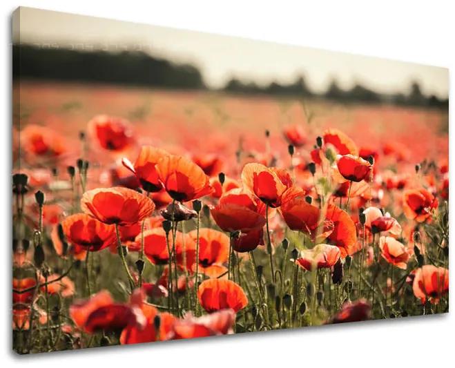 Obraz na stenu KVETY | rôzne rozmery