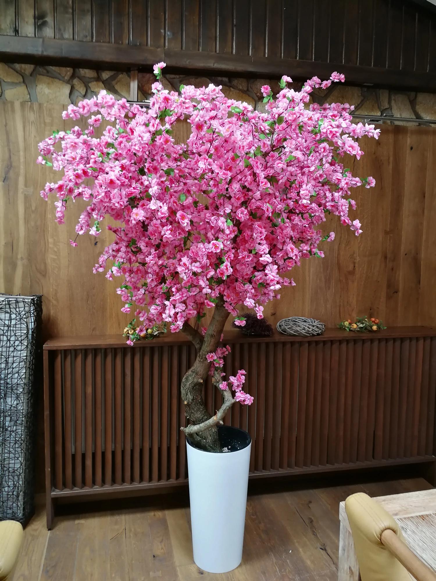 Kvitnúci strom- Japonská čerešňa 220 cm Kvitnúci strom- Japonská čerešňa 220 cm