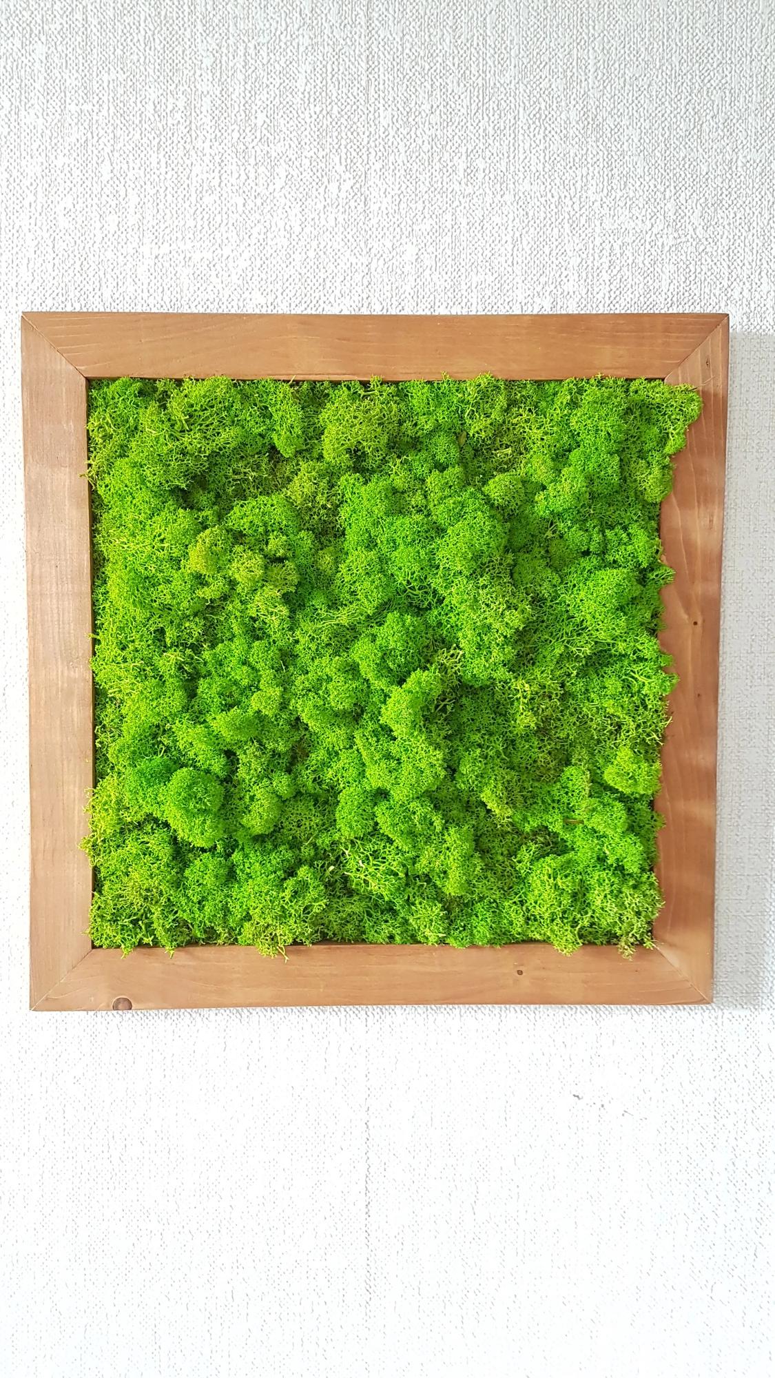Machový obraz v drevenom ráme 50cm x 50cm
